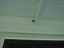 Big ass moth.jpg